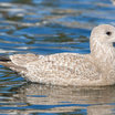 Thayer's Gull